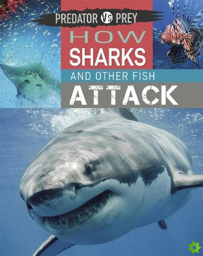 Predator vs Prey: How Sharks and other Fish Attack