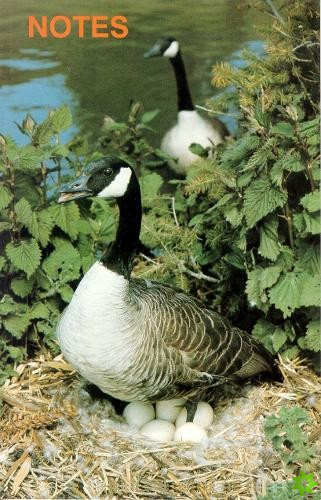 Note Book Canada Geese