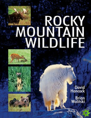Rocky Mountain Wildlife