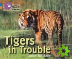 Tigers in Trouble