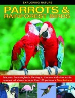 Exploring Nature: Parrots a Rainforest Birds
