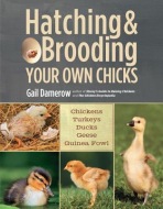 Hatching a Brooding Your Own Chicks