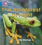 Rainforest at Night