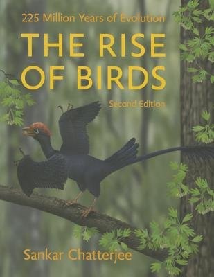 Rise of Birds