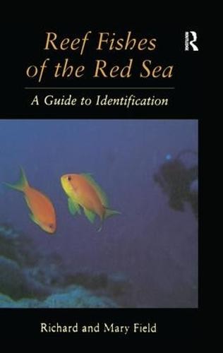 Reef Fish Of The Red Sea