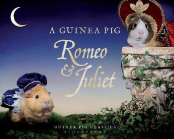 Guinea Pig Romeo a Juliet