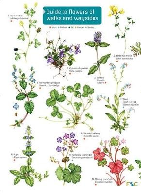 Guide to flowers of walks and waysides