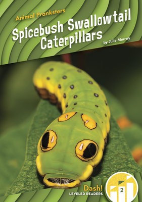 Animal Pranksters: Spicebush Swallowtail Caterpillars