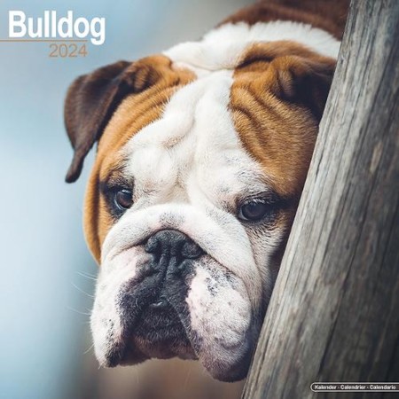 Bulldog Calendar 2024 Square Dog Breed Wall Calendar - 16 Month