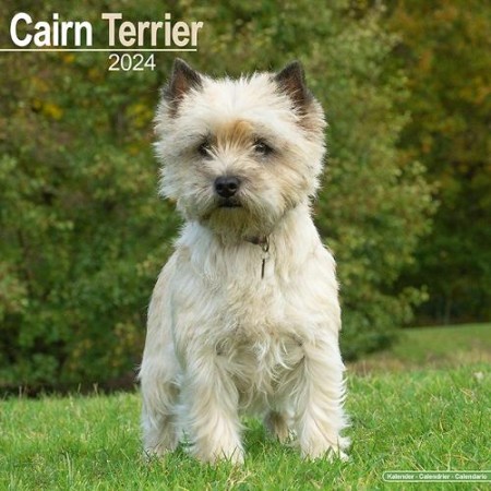 Cairn Terrier Calendar 2024 Square Dog Breed Wall Calendar - 16 Month