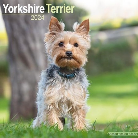 Yorkshire Terrier Calendar 2024 Square Dog Breed Wall Calendar - 16 Month