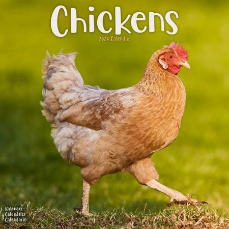 Chickens Calendar 2024 Square Farm Animals a Birds Wall Calendar - 16 Month