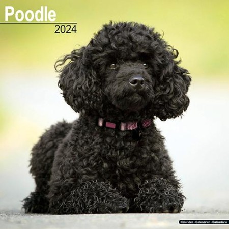 Poodle Calendar 2024 Square Dog Breed Wall Calendar - 16 Month
