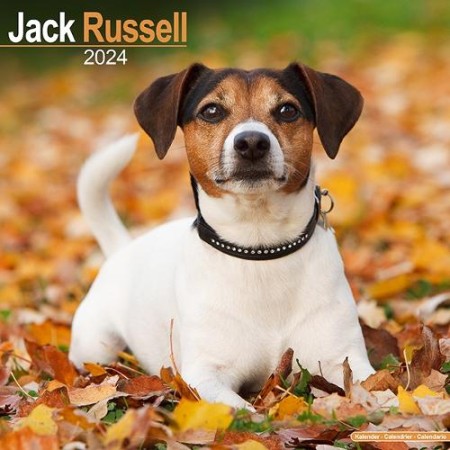 Jack Russell Calendar 2024 Square Dog Breed Wall Calendar - 16 Month