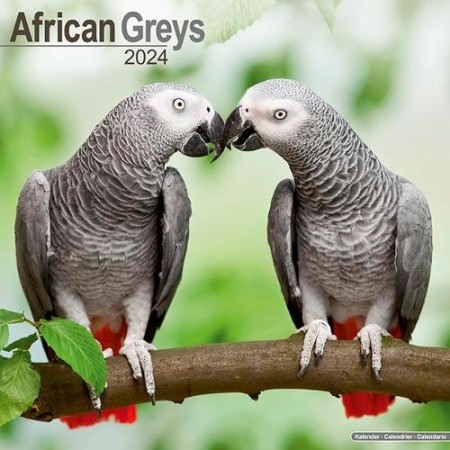 African Greys Calendar 2024 Square Bird Wall Calendar - 16 Month