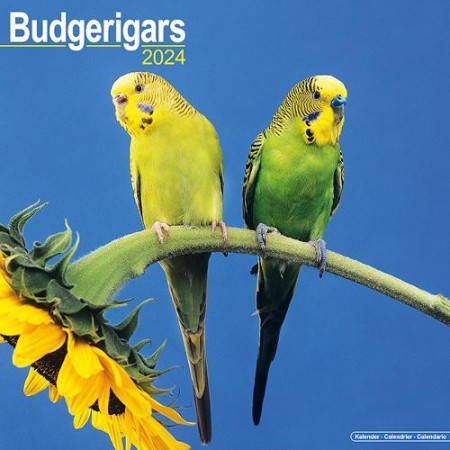 Budgerigar Calendar 2024 Square Bird Wall Calendar - 16 Month