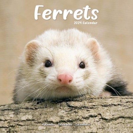 Ferrets Calendar 2024 Square Animal Wall Calendar - 16 Month