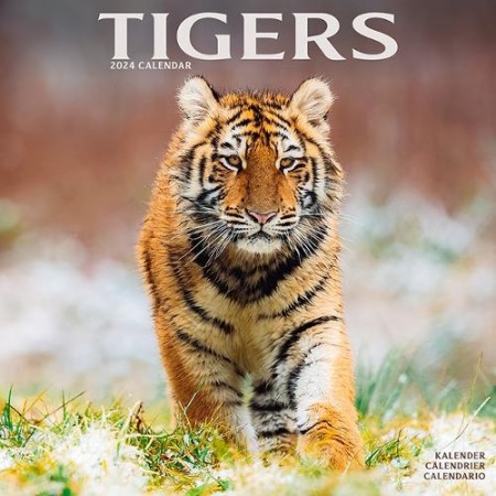 Tigers Calendar 2024 Square Wildlife Safari Big Cats Wall Calendar - 16 Month
