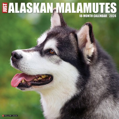 Just Alaskan Malamutes 2024 12 X 12 Wall Calendar