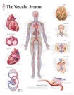 Vascular System Laminated Poster