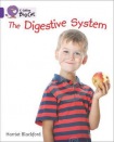 Digestive System