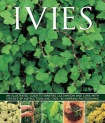 Ivies
