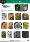 Guide to Common Churchyard Lichens