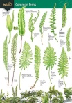 Key to Common Ferns