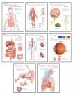 Human Anatomy Chart Pack