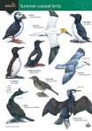 Guide to Summer Coastal Birds
