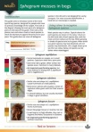 Field Guide to Sphagnum Mosses in Bogs