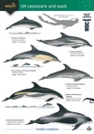 Guide to the UK Cetaceans and Seals