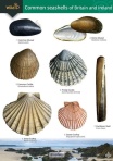 Guide to the Common Seashells of Britain and Ireland