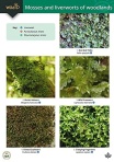 Guide to Mosses and Liverworts of Woodlands