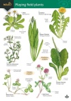 Playing Field Plants