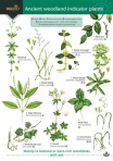 Guide to Ancient Woodland Indicator Plants