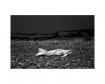 Curious Moaning of Kenfig Burrows