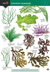 Key to Common Seaweeds
