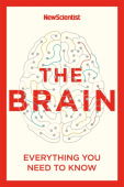 Brain