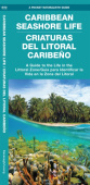 Caribbean Seashore Life / Criaturas del Litoral Caribeno