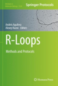 R-Loops
