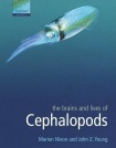Brains and Lives of Cephalopods