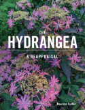 Hydrangea
