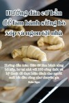 Hướng dẫn cơ bản để lam banh sừng bo xốp va ngon tại nha