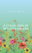 Collection of Wildflowers