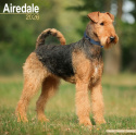 Airdale  Calendar 2026  Square Dog Breed Wall Calendar - 16 Month