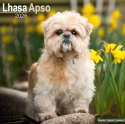 Lhasa Apso Calendar 2026  Square Dog Breed Wall Calendar - 16 Month