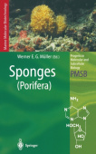 Sponges