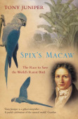 SpixÂ’s Macaw