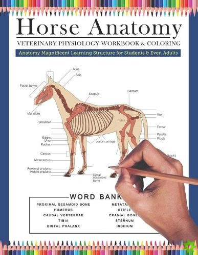Horse Anatomy Veterinary Physiology Workbook and Coloring Anatomy Magnificent Learning Structure for Students & Even Adults